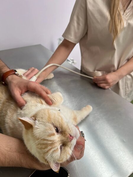 Biji's Animal Vet - Cabinet Veterinar Dr. Emma Alexandra Marcu