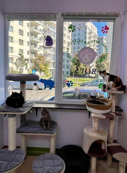 Biji's Animal Vet - Cabinet Veterinar Dr. Emma Alexandra Marcu