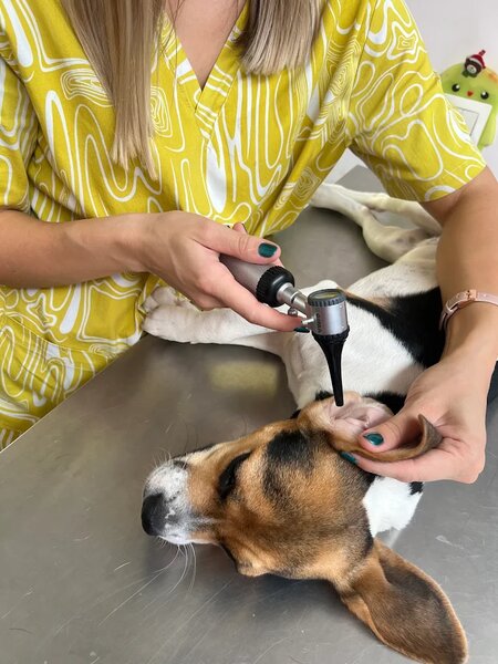 Biji's Animal Vet - Cabinet Veterinar Dr. Emma Alexandra Marcu