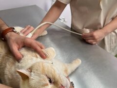 Biji's Animal Vet - Cabinet Veterinar Dr. Emma Alexandra Marcu