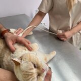 Biji's Animal Vet - Cabinet Veterinar Dr. Emma Alexandra Marcu
